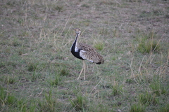 Lissotis melanogaster