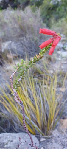 Image of Erica tumida by (c) Danie Palm, some rights reserved (CC BY)