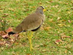 Vanellus senegallus lateralis