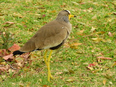 Vanellus senegallus lateralis