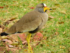 Vanellus senegallus lateralis