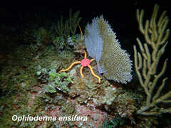 Ophioderma ensifera