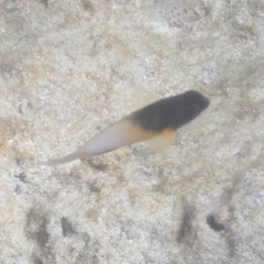 Stegastes partitus