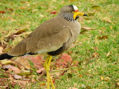 Vanellus senegallus lateralis