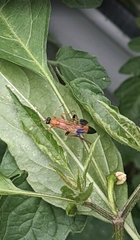 Ctenochares bicolorus