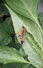 Ctenochares bicolorus