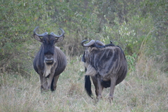Connochaetes taurinus