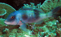 Parupeneus crassilabris