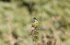 Cyanistes teneriffae