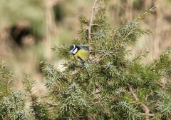 Cyanistes teneriffae