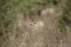 Cyanistes teneriffae