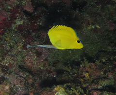 Forcipiger longirostris