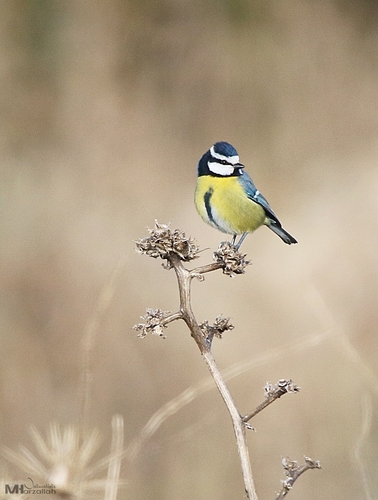 Herrerillo canario (Cyanistes teneriffae)