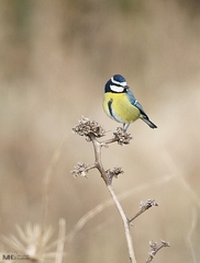 Cyanistes teneriffae