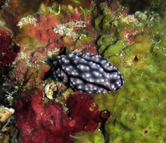 Phyllidiopsis krempfi