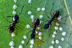 Dolichoderus scabridus
