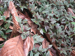 Haetera piera
