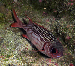 Myripristis violacea