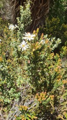 Olearia phlogopappa