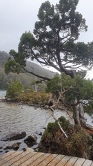 Athrotaxis cupressoides