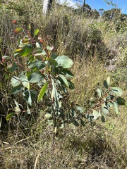 Acacia obliquinervia