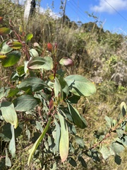 Acacia obliquinervia