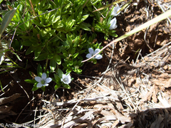Craterocapsa tarsodes
