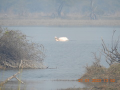 Pelecanus onocrotalus