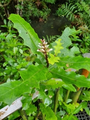 Acanthus ilicifolius