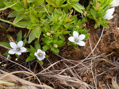 Craterocapsa tarsodes