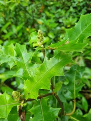 Acanthus ilicifolius