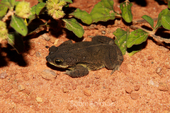 Rhinella