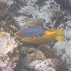 Bodianus rufus