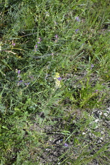 Oxytropis pilosa