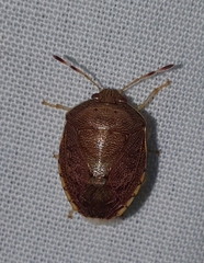 Menida spectabilis