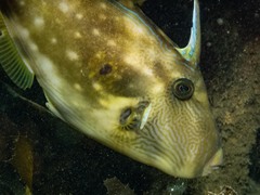 Meuschenia freycineti