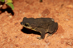 Rhinella