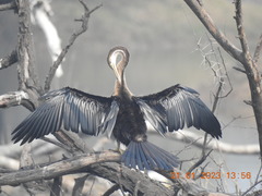Anhinga melanogaster