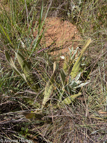 Hypoxis multiceps (Hypoxis multiceps)