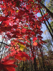 Acer pseudosieboldianum
