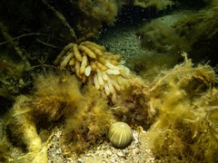 Sepioteuthis australis