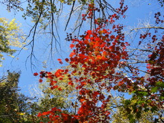 Acer pseudosieboldianum