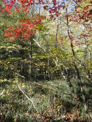 Acer pseudosieboldianum