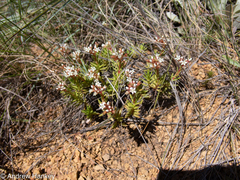 Crassula dependens