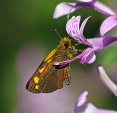 Metisella metis