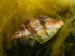 Scobinichthys granulatus