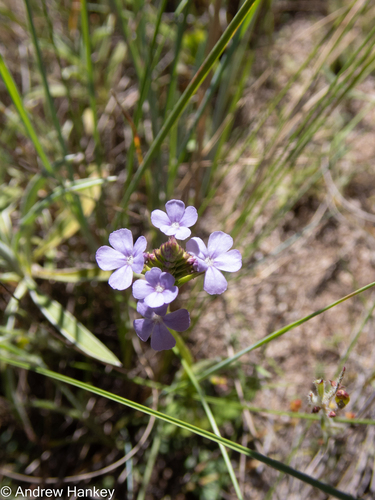 Buchnera simplex (Buchnera simplex)