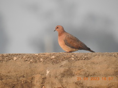 Streptopelia senegalensis