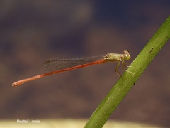 Ceriagrion aeruginosum
