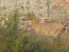 Boselaphus tragocamelus